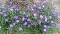 Цветя Астра алпийска – за ранно пролетно засаждане в градината, снимка 9