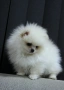 Померан мини мъжки , снимка 4