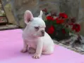 Френски булдог бебе , снимка 1
