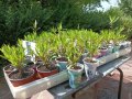 Олеандър/Зокум/Лян/Nerium Oleander, снимка 1 - Градински цветя и растения - 41400632