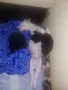 Мини пинчер.... , снимка 2