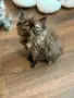 Персийски котенца , снимка 6
