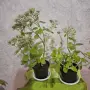 Лечебна Дебела Мара комплект , снимка 3