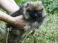 Померан Померанче на 2 месеца, снимка 4