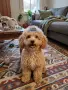 Малтипу/Maltipoo , снимка 2