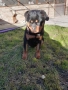 Продавам ротвайлер , снимка 2