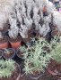 Розмарин ,лавандула , снимка 1 - Градински цветя и растения - 44473603