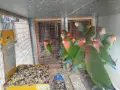 различни видове птици , снимка 2