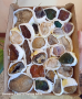 Кутия с минерали, фосили и вкаменени дръвчета , снимка 1 - Колекции - 44827804