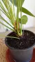 Антуриум с цвят /Anthurium/, снимка 4