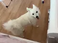 🐶 Продавам немски шпиц – 8 месеца ❤️ Продавам женско кученце от породата немски шпиц, на 8 месеца, , снимка 1