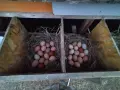  домашни яйца !!!, снимка 1