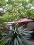 Студоустойчива палма Юка,дворна, снимка 9