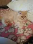 Мъжко персийско котенце , снимка 4