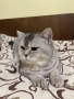 Британски късокосмест котарак търси своята дама, снимка 1