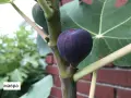 Смокиня  / Разсад Студоустойчиви - Налични 8 сорта, снимка 8