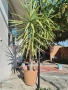 Палма, цвете, Юка, снимка 2