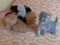 Сибирски котенца, сибирче, хипоалергично, коте, сибирска котка, снимка 13