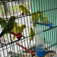 Избор на папагали, снимка 4 - Папагали - 40114947