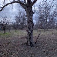 Орехови дървета за отсичане и изкупуване за материал, снимка 4 - Маси - 44356943