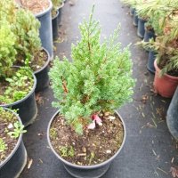 Хвойна Стрикта, Juniperus Stricta!!!, снимка 2 - Градински цветя и растения - 39272499