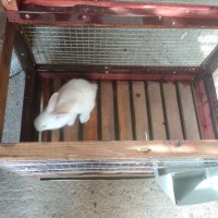 Клетка за зайци , снимка 8 - Други стоки за животни - 42283556