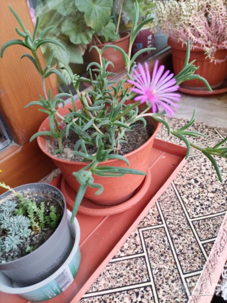 Продавам диплосперма/калдъръмче и диви суколенти, снимка 1