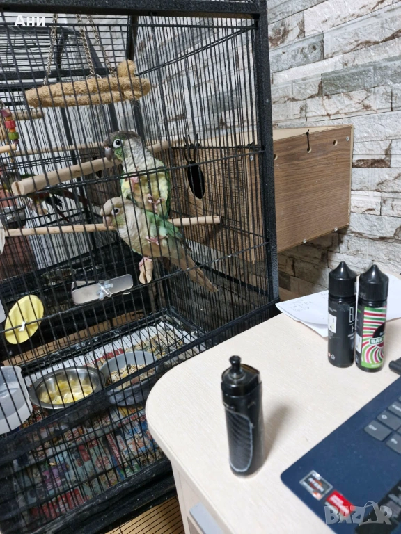 Две папагалчета пирури, снимка 1