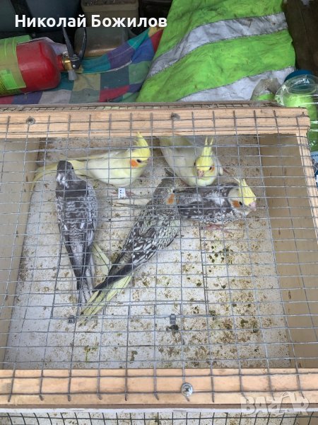 Продавам Папагали Корели различни цветове, снимка 1