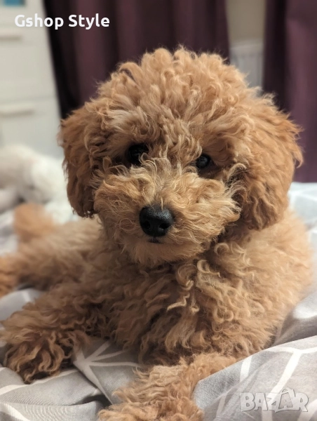 Той- пудел , снимка 1