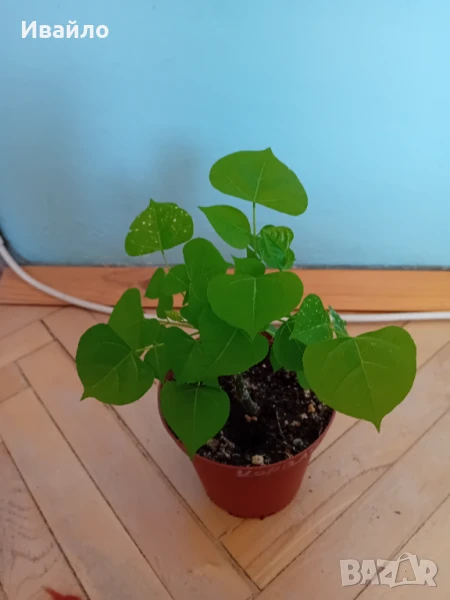 Коралово дърво - Erythrina crista-galli, снимка 1