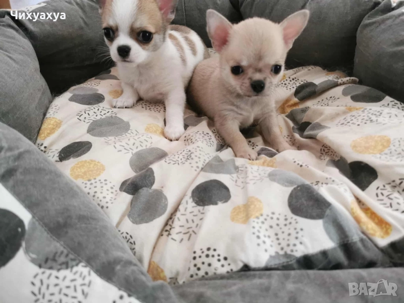 Чихуахуа мъжки и женски, снимка 1
