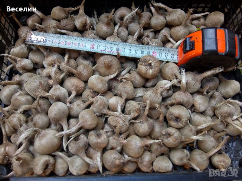 Продавам луковици шафран , снимка 1