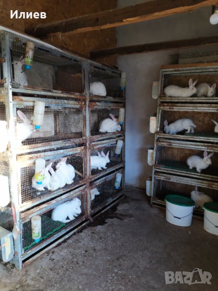 Зайци Цика, снимка 1