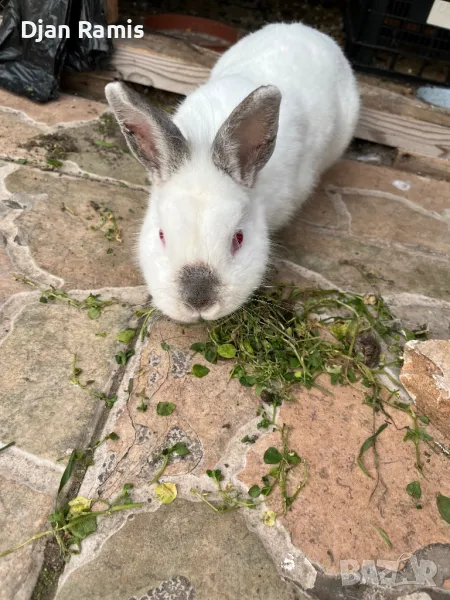 търся мъжки, снимка 1