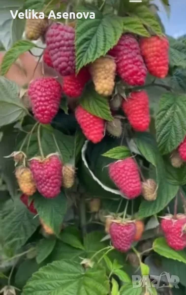 Разсад малини, снимка 1