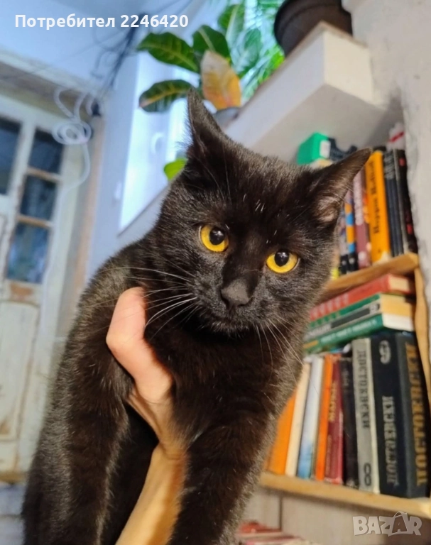 😺 1-годишно момченце от Враца търси ДОМ , снимка 1