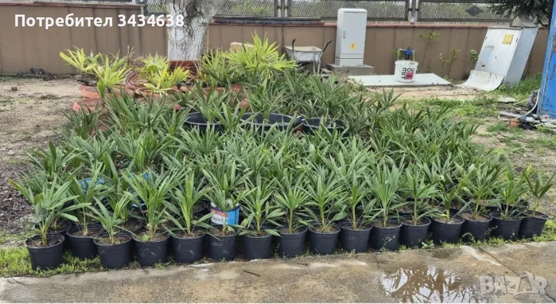 Продавам Студоустойчиви палми Трахикарпус., снимка 1