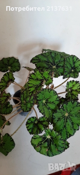 ГОЛЯМА и МАЛКА СТАЙНА БЕГОНИЯ , снимка 1