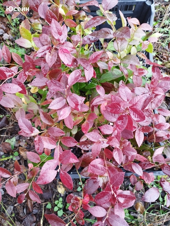 Американска боровинка , снимка 1