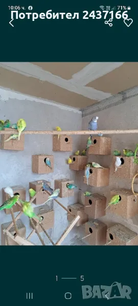 Вълнисти папагали , снимка 1