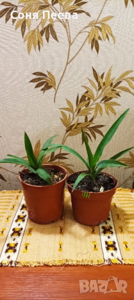 Стайна палма Юка в Стайни растения в гр. Варна - ID39290857 — Bazar.bg