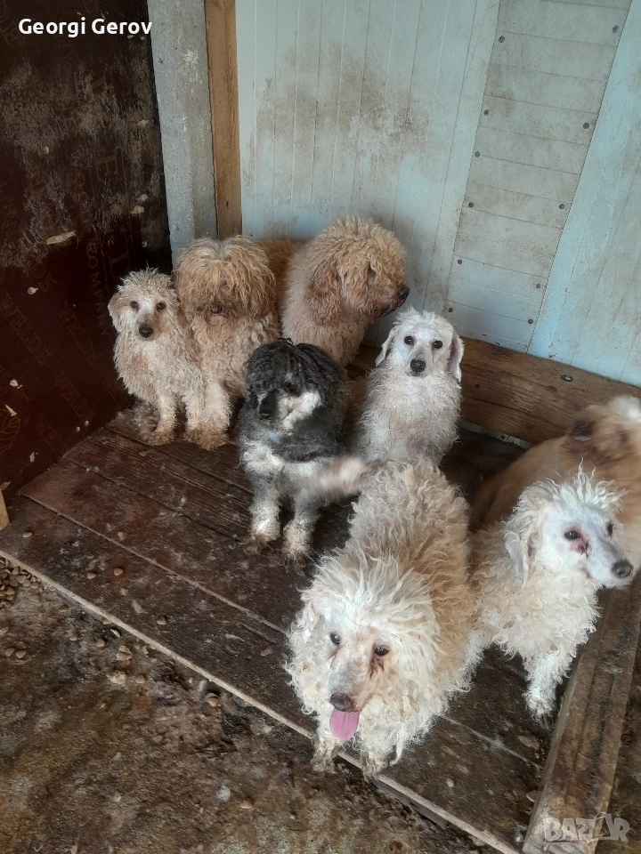 Продавам пудели, снимка 1