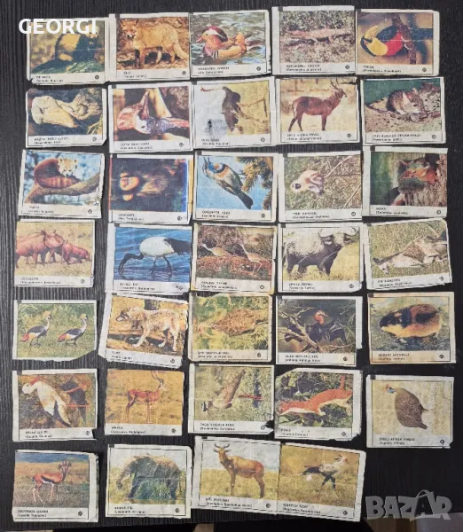 Картинки от дъвки Vahsi hayvanalar, снимка 1