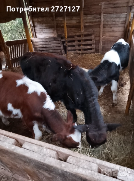 Продавам телета, снимка 1