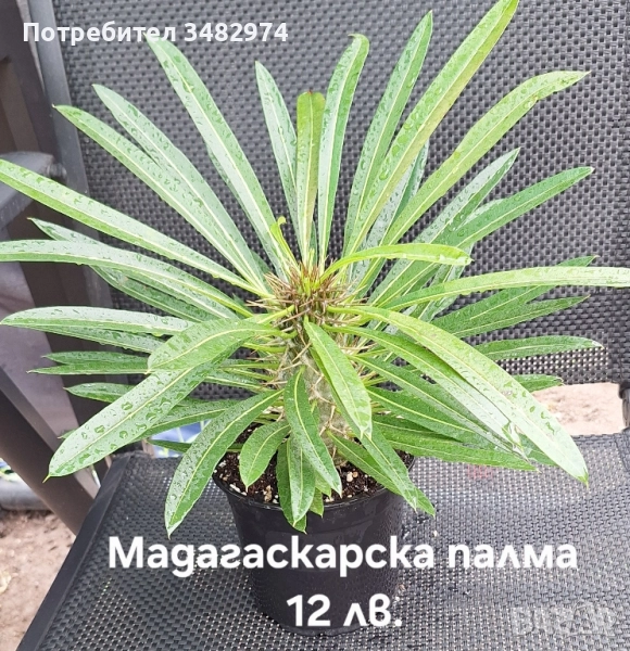 Предлагам стайни растения, снимка 1