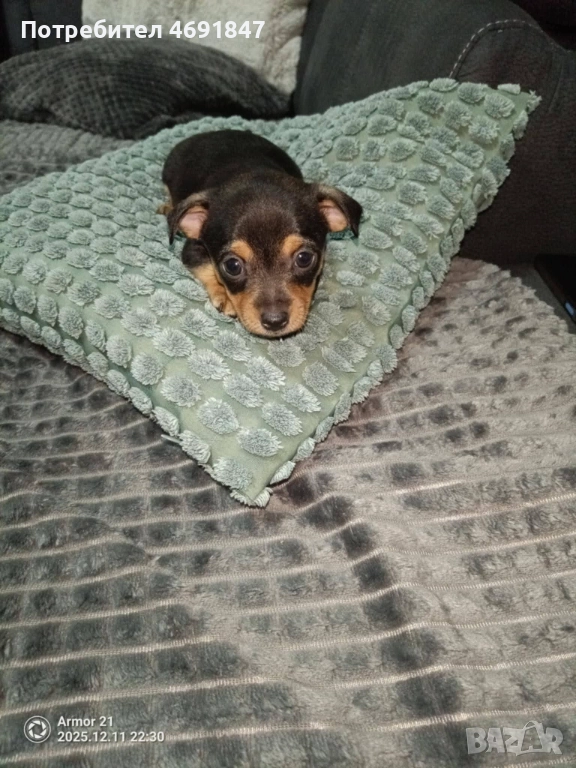 Пинчери, снимка 1