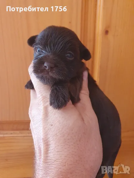 Шоколадово йорки., снимка 1