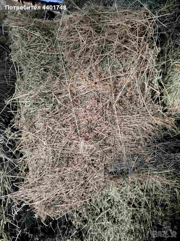 Бали люцерна , снимка 1