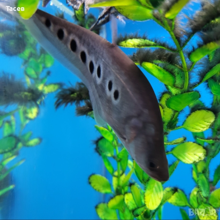 Читала 10-12см, снимка 1